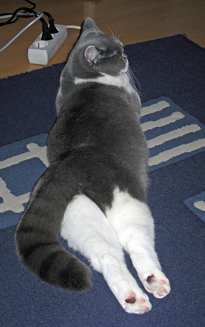 “法甲最后几轮,争冠形势渐趋明朗”,法甲排位