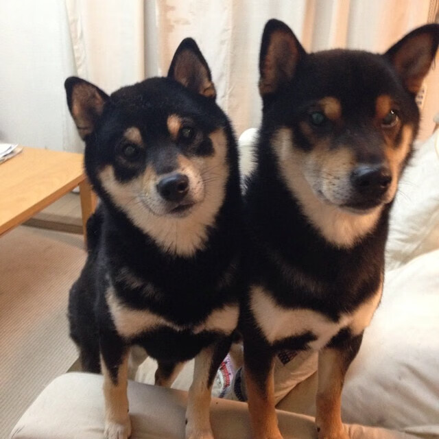 法甲豪门引援市场再添新签，西甲豪门