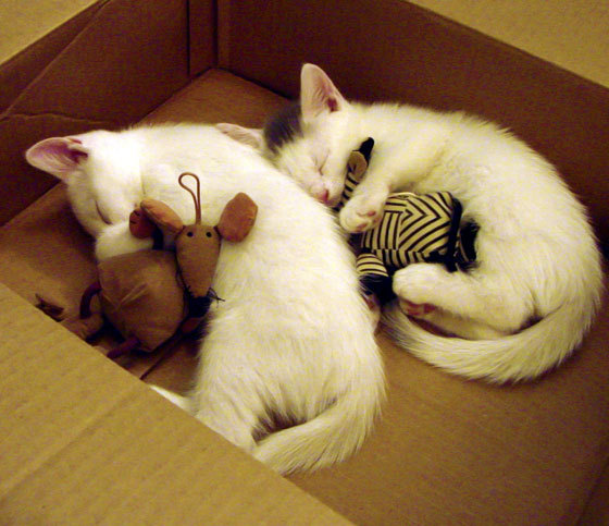 科比:用全年无休的努力铸就“永恒传奇”!,科比永远