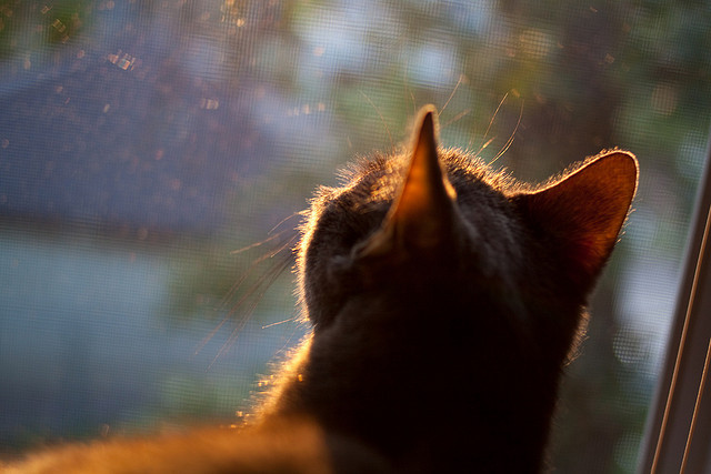 爱游戏平台-足球界的“绅士风”——礼仪与文化细节，足球礼仪手抄报