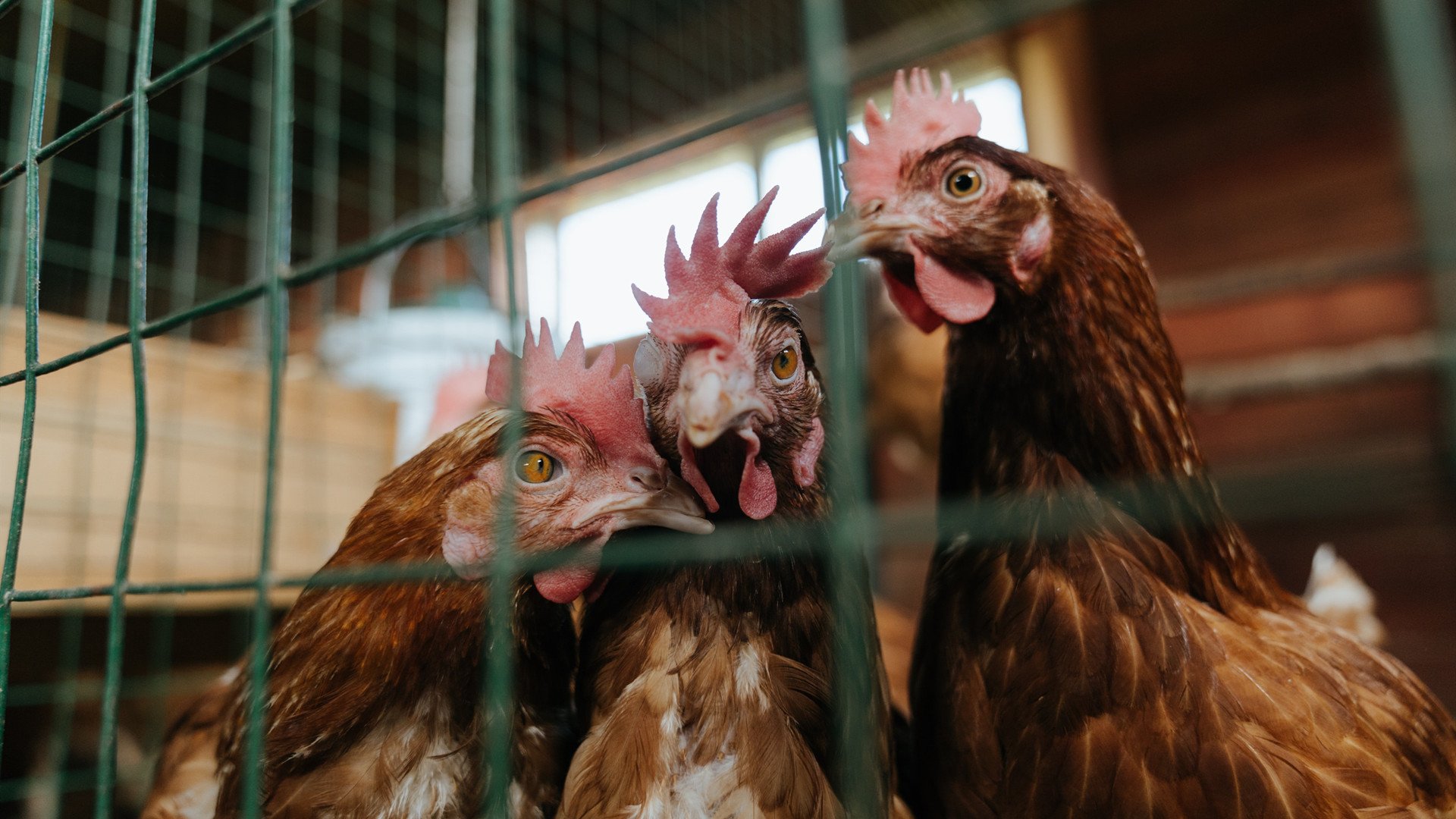 乌迪内斯-输给帕尔马,连续不胜,乌迪内斯主帅