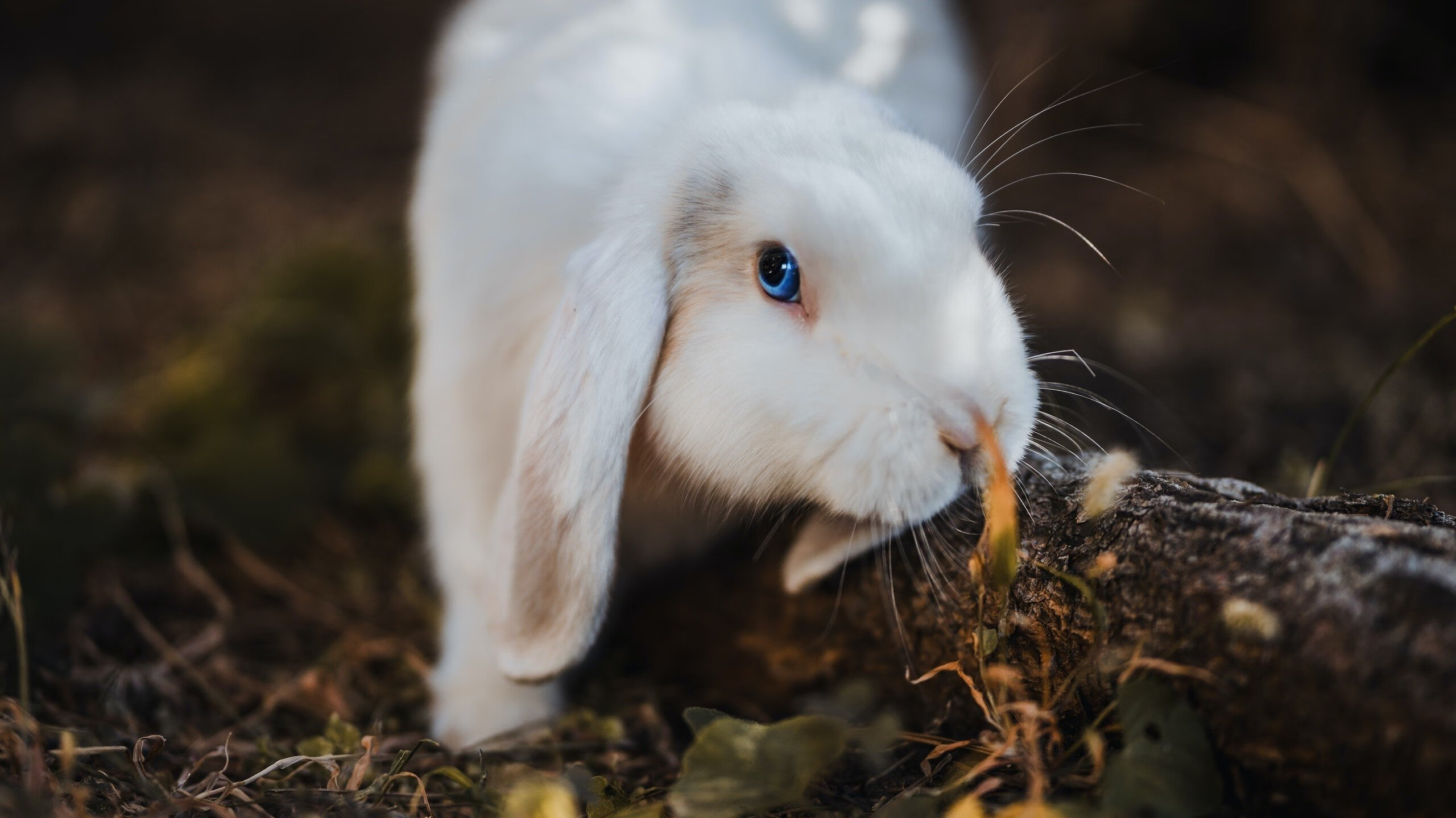凯撒酋长连续五场保持不败，状态回暖，凯撒酋长球衣