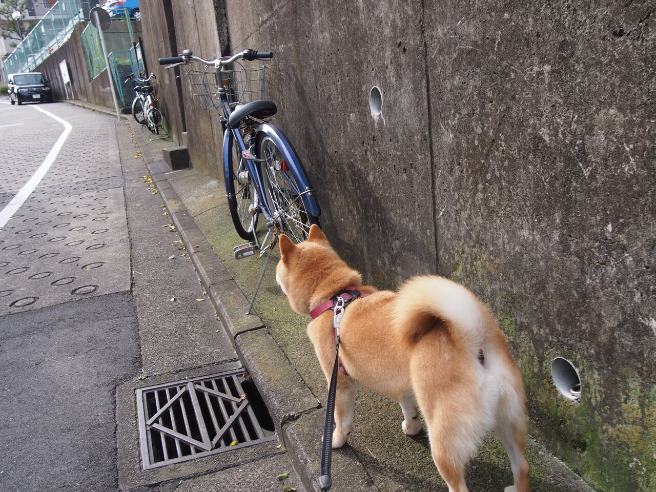 爱游戏中国官方登录入口网站-广场舞教练员职业化进程加快，2020年广场舞教练员培训班