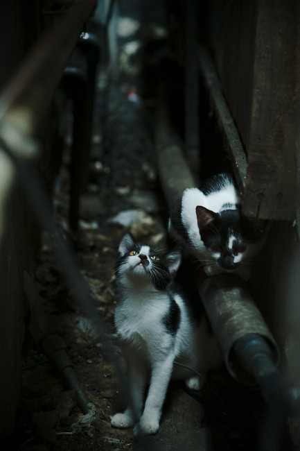 意大利后卫成为NBA联赛最佳防守球员，技压群雄，意大利最强后卫线