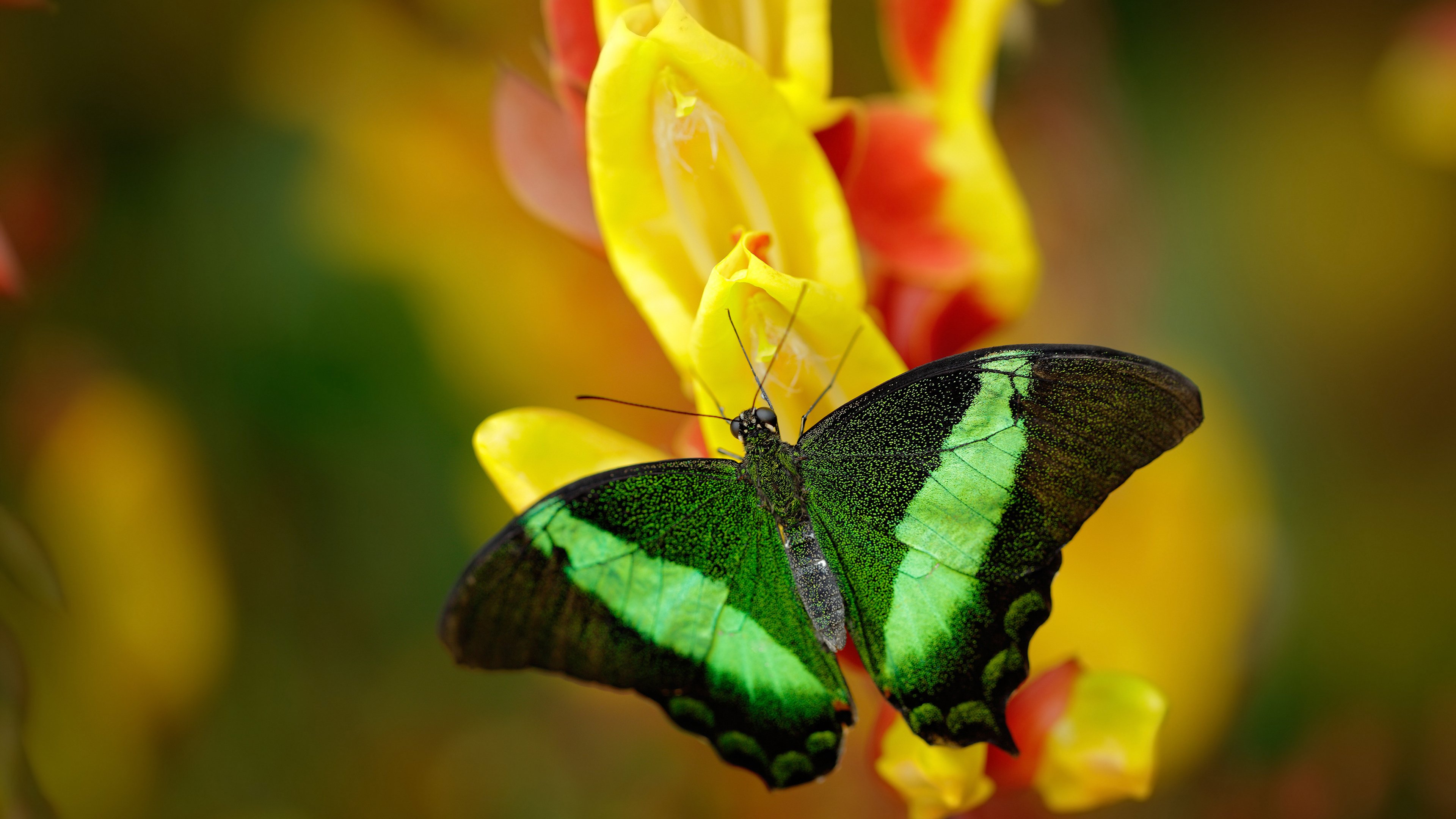 意大利足球比赛倒计时,球迷期待激动人心,意大利足球最近大赛成绩