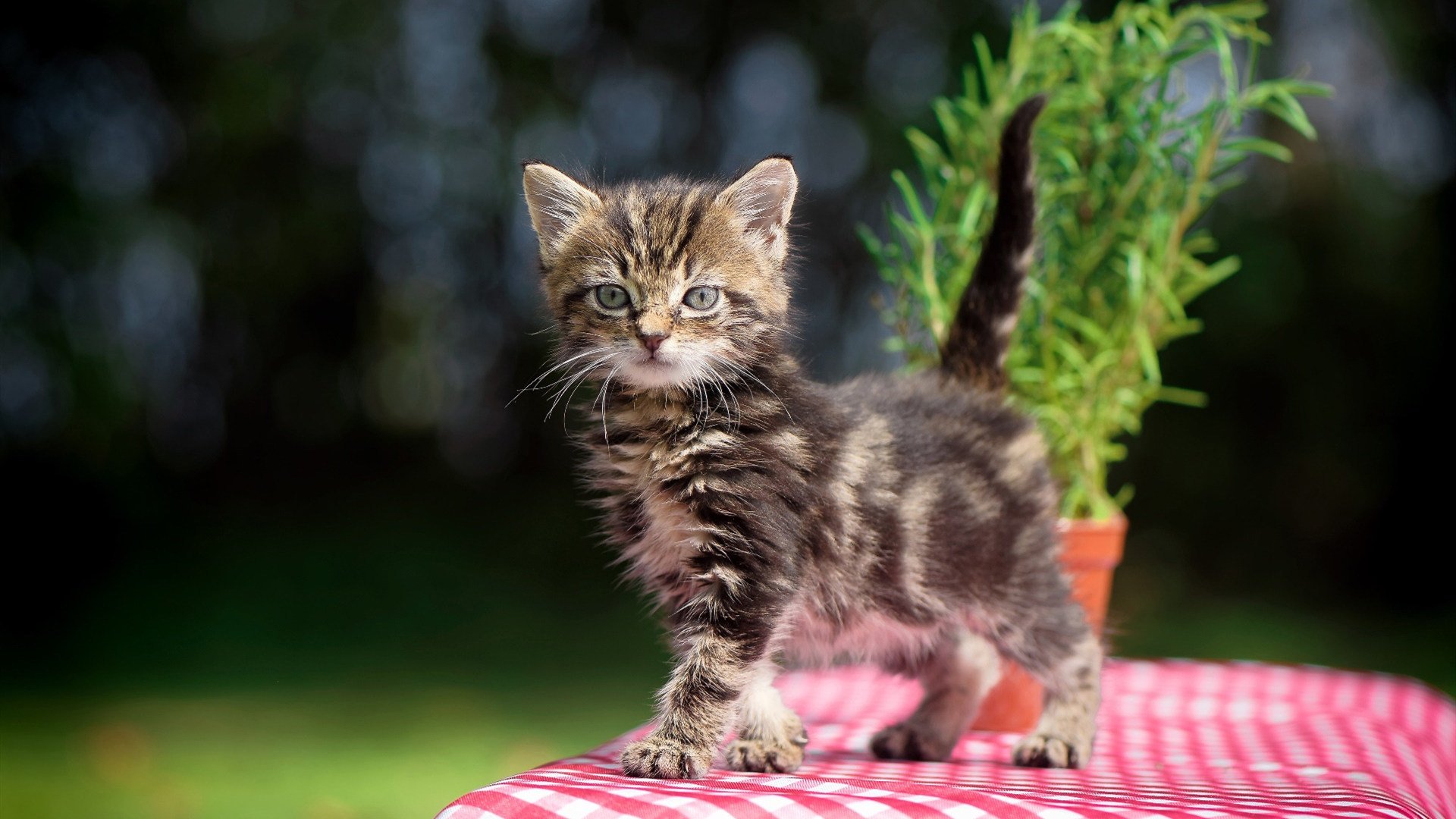 爱游戏中国官方登录入口网站-热那亚守住主场，马德里竞技队众志成城，马德里热浪