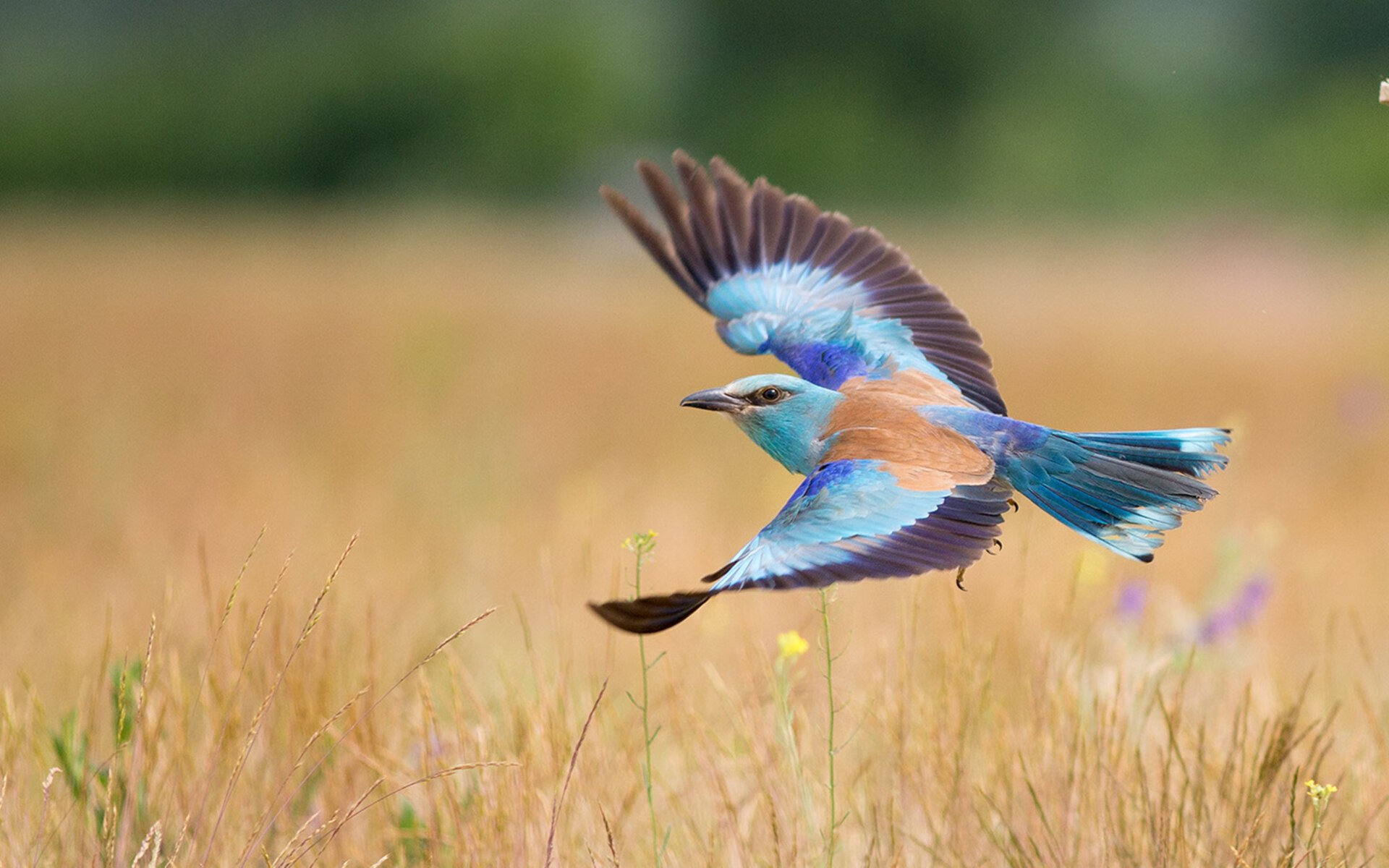 英雄球员!队内纪录最佳进球由他打破,年度进球最多的球员