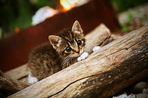 CBA全明星影响力为何逐年下降,cba全明星为什么不直播