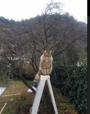 阵容深度带来哪些战略优势,分析阵容