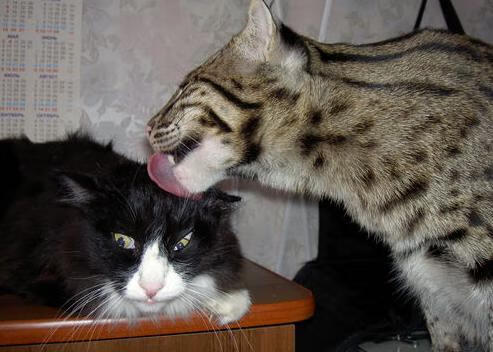 新西兰全黑队凭借无懈可击的球场控制力,战术执行完美,新西兰全黑队队员介绍